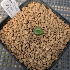 2025年最新】チレコドンの人気アイテム - メルカリ