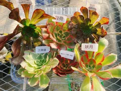 2025年最新】カット苗 多肉の人気アイテム - メルカリ