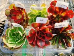 Fセット 美希多肉 アエオニウム おまかせ6種セット カット苗 6苗 品種