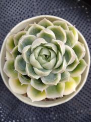 多肉植物 キュービックフロスト錦 大サイズカット B - メルカリ