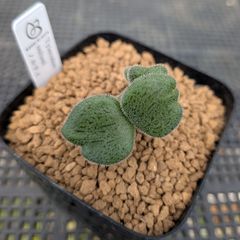 BP』ハオルチア マクマトリー mcmurtryi - メルカリ