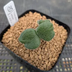 2025年最新】チレコドン ノルティの人気アイテム - メルカリ