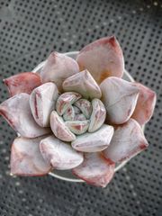 多肉植物 キュービックフロスト錦 大サイズカット B - メルカリ