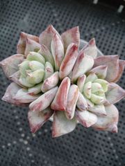 多肉植物 キュービックフロスト錦 大サイズカット B - メルカリ