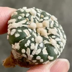 2026年最新】スーパー兜の人気アイテム - メルカリ