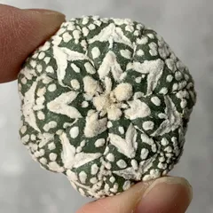 2025年最新】アストロフィツム スーパー兜の人気アイテム - メルカリ