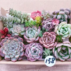158 多肉植物寄せ植えセット