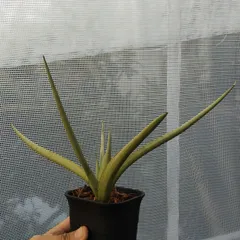 2025年最新】サンスベリア ドラゴンの人気アイテム - メルカリ