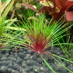 2025年最新】ホシクサの人気アイテム - メルカリ