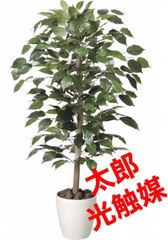 光触媒 人工観葉植物 フィカスベンジャミン（植栽付） 高さ1.8m@dmw