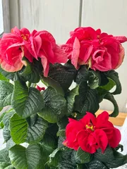 ポインセチア『ウインターローズ』4寸プラポット　1鉢