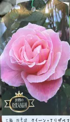 世界殿堂入り　四季咲き大輪薔薇『クイーンエリザベス』4寸ポット1苗