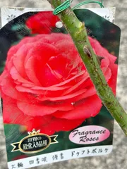 世界殿堂入り　大輪薔薇『ドゥ・フトポルケ』　4寸プラポット　1苗