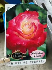 世界殿堂入りローズ　四季咲き　大輪フレグランスローズ『ダブルデライト』　4寸プラポット　1苗