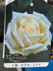 世界殿堂入り薔薇　大輪四季咲き『エリナ』　4寸プラポット　1苗
