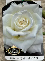 世界殿堂入りローズ　四季咲き　大輪『パスカリ』　4寸プラポット　1苗