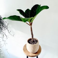 《人気商品》アフリカンプリンス セメント鉢 受皿 希少植物 calm cafe