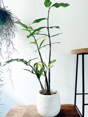 ストレチア オーガスタ 3株植え 特大葉 10号以上 鉢カバーセット