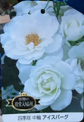 世界殿堂入り　四季咲き　中輪ローズ『アイスバーグ』4寸プラポット　1苗