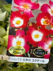 クラブアップル(レモイネ)苗木 約85㌢太い幹，鉢ごと宅急便 - メルカリ