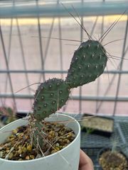 Opuntia macrocentra オプンチア マクロケントラ サボテン 多肉植物 自