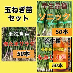 晩生種‼️もみじ3号100本‼️作りやすく高糖度で長期保存可能な品種