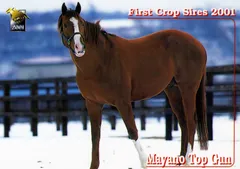 マヤノトップガン「サラブレッドカード 01年上半期」No.090