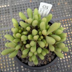 BP』ハオルチア マクマトリー mcmurtryi - メルカリ