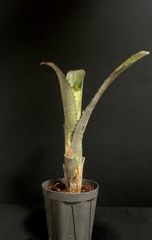 Billbergia コランピンククイーン 子株 - メルカリ