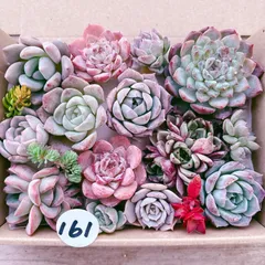 2025年最新】多肉 カット苗セットの人気アイテム - メルカリ