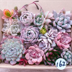 162 多肉植物寄せ植えセット