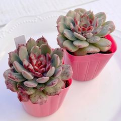 上質✨多肉植物 ブラックグラファイト【Fine 農場】厳選苗 韓国苗