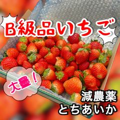 【大容量】朝採り 紅ほっぺ 極小粒 〜農家直送〜 いちご 大容量】朝採り 紅ほっぺ 極小粒 〜農家直送〜 いちご - メルカリ