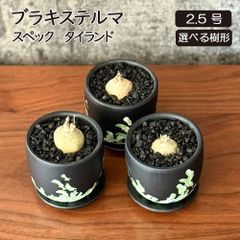 現地株 希少種 ラフィオナクメ ブルケイ ⭐️塊根植物 ビザール