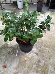 超大型 金のなる木 観葉植物 多肉植物 鉢付き 特大 カネノナルキ