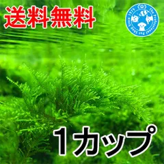 2026年最新】南米ジャイアントウィローモスの人気アイテム - メルカリ