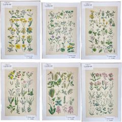 ドイツ ヴィンテージ植物標本 6枚セット 1940年代 - メルカリ