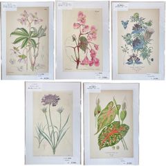 真作】版画 手彩色銅版画 ボタニカルアート 花図譜 手彩色植物版画
