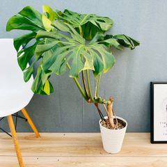 現品］A インドボダイジュ 7号 フィカスレリギオーサ 曲がり 観葉植物