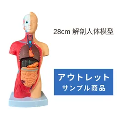 2026年最新】心臓模型の人気アイテム - メルカリ