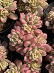 2025年最新】錦 アエオニウムの人気アイテム - メルカリ