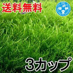 天然苔 上質 コツボ ハイゴケ 各2トレー - メルカリ