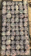 新発売　LGX03　アンスノー　72苗セット　土と根付き　多肉植物　エケベリア　韓国苗　サボテン　詰め合わせ　寄せ植え