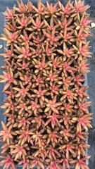 新発売　LGX17　ファイヤーストーム　72苗セット　土と根付き　多肉植物　エケベリア　韓国苗　サボテン　詰め合わせ　寄せ植え