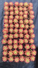 新春セール　LGX24　春萌　72苗セット　土と根付き　多肉植物　エケベリア　韓国苗　サボテン　詰め合わせ　寄せ植え