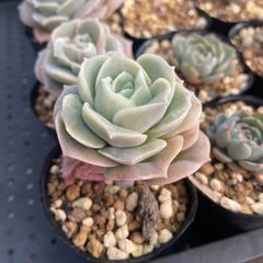 ミラージュ 錦玉園 多肉植物 エケベリア - メルカリ