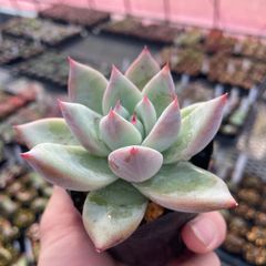 多肉植物 中里リンゼアナ自家受粉種子④ - メルカリ