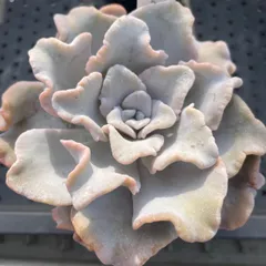 2025年最新】クリスペートビューティーの人気アイテム - メルカリ