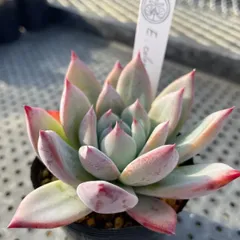 2026年最新】コロラータ ナウアラの人気アイテム - メルカリ