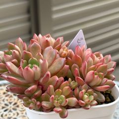 多肉植物 ☘️ エルサ いっぱい 抜き苗 - メルカリ